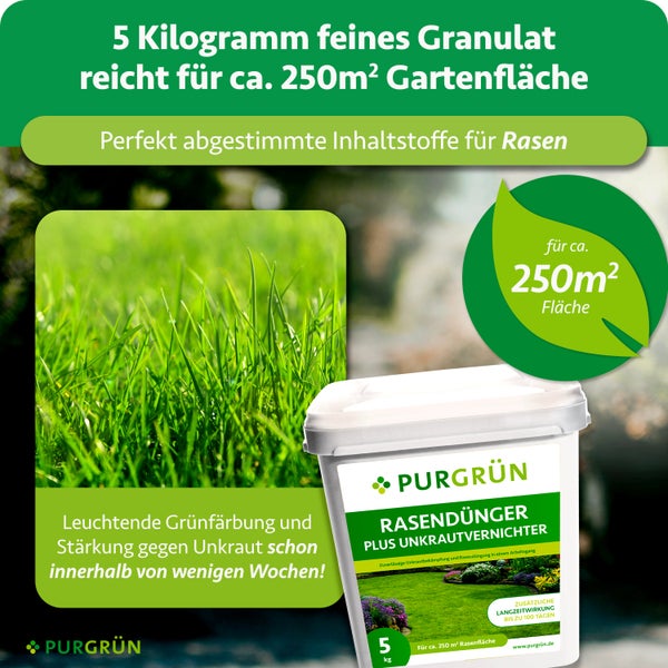 Purgrün Rasendünger plus Unkrautvernichter, 5 Kilogramm feines Granulat für circa 250 Quadratmeter Rasenfläche, stärkt den Rasen und bekämpft Unkraut.