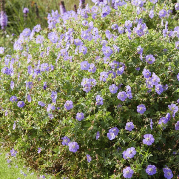 Bodendecker - Storchschnabel - Geranium 'Rozanne' - 9cm Topf - Set mit 6 Pflanzen