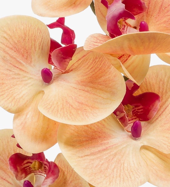 Nahaufnahme von gelb-rosa Orchideenblüten mit gemusterten Blütenblättern.