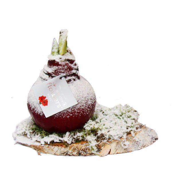 Dekorative Amaryllis Blumenzwiebel mit Wachsüberzug auf einem Holzstück mit Moos und glitzerndem Schnee