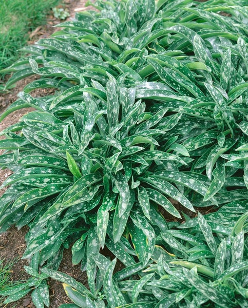 Pulmonaria longifolia, Lungenkraut, silbrig gefleckt, ca. 9x9 cm Topf