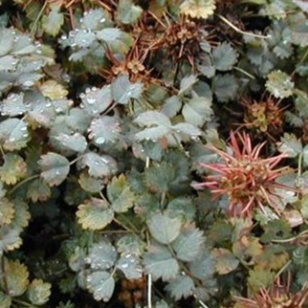 Nahaufnahme einer Kleinen Wiesenknopf-Pflanze