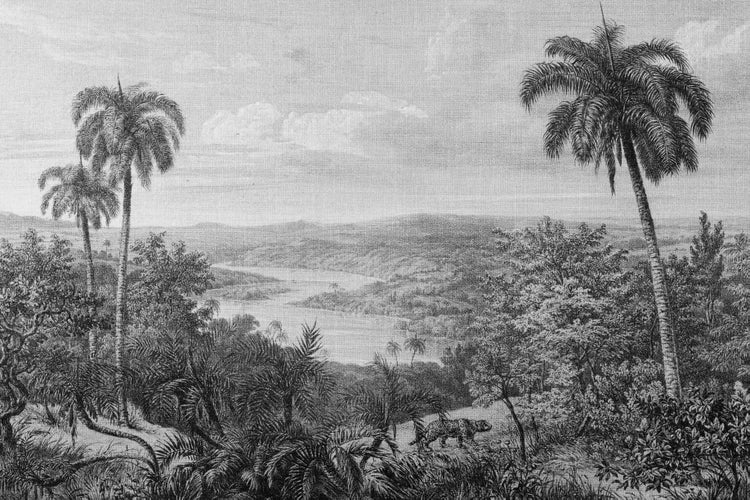 Historischer Kupferstich einer tropischen Landschaft mit Palmen, Flusslauf und einem Jaguar in der Natur.
