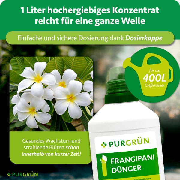 PURGRÜN Frangipani Dünger Konzentrat, 1 Liter Flasche mit Dosierkappe, ausreichend für circa 400 Liter Gießwasser, neben Frangipani Blüten.