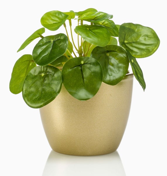 Künstliche Ufopflanze Pilea peperomioides mit runden grünen Blättern in einem goldfarbenen Topf.