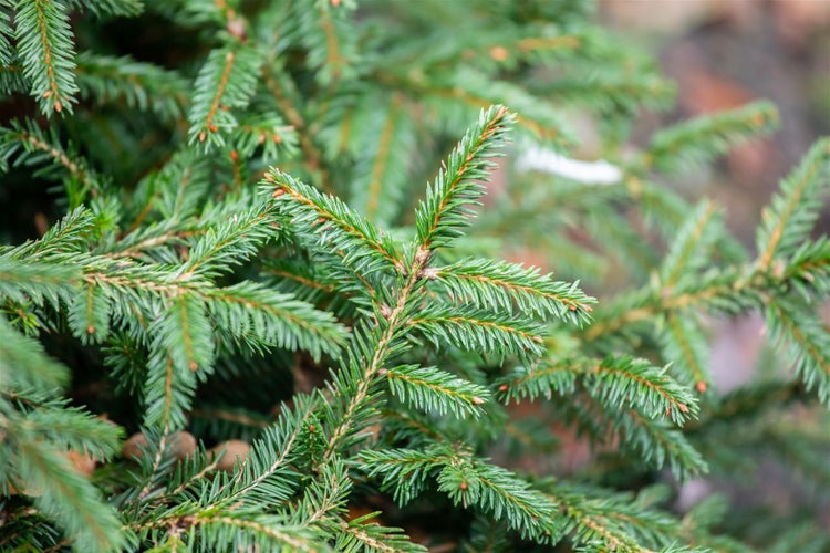 Picea abies 'Pumila Glauca', Fichte, kompakt, ca. 9x9 cm Topf