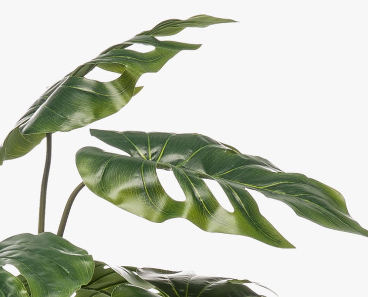 Detailaufnahme von grünen Monstera-Blättern mit charakteristischen Schlitzen und Löchern.