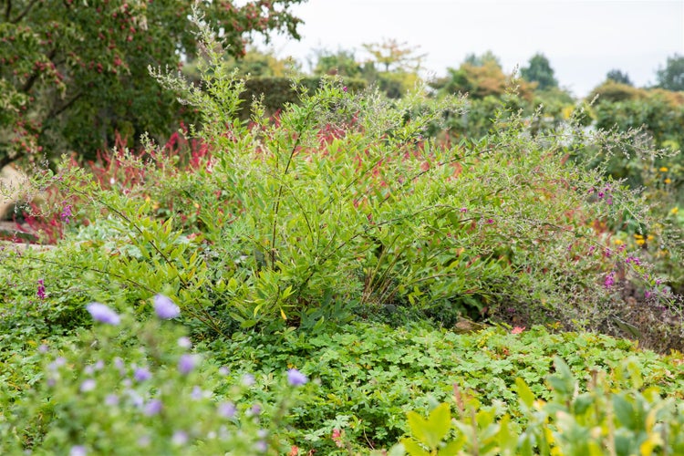 Lespedeza thunbergii, 60–100 cm, rosa Blüten, buschig