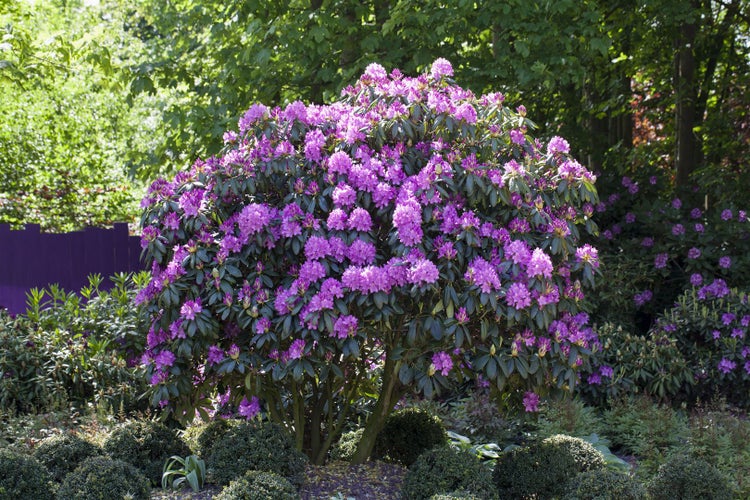Rhododendron 'Roseum Elegans', rosa Blüten, 50–60 cm