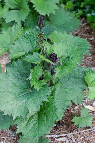 Ligularia stenocephala, ca. 11x11 cm Topf, gelbe Blüten, robust