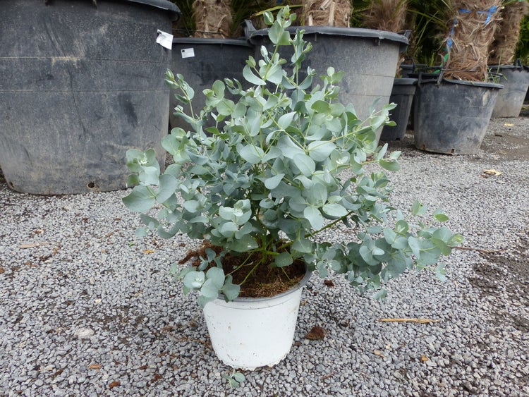 4 Stück Eucalyptus Gunni Gunnii Busch Kugel Eukalyptusbaum, Höhe 20 - 25 cm Pflanze winterhart