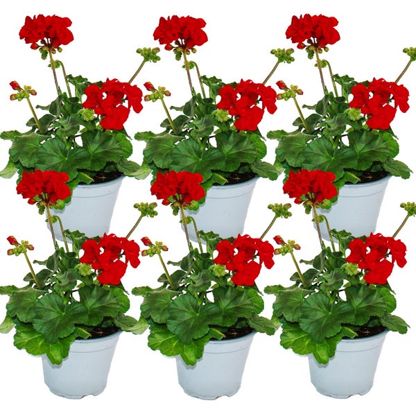 Geranien stehend - Pelargonium zonale - 12cm Topf - Set mit 6 Pflanzen - dunkelrot