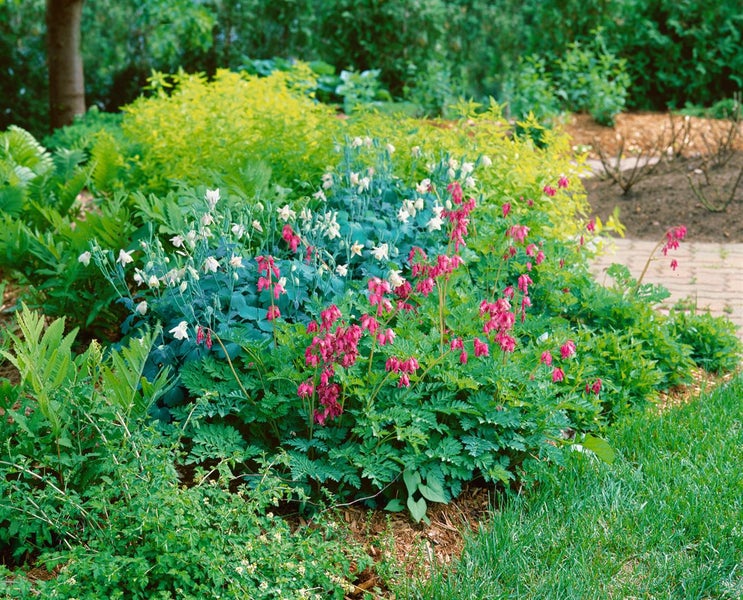 Dicentra formosa 'Luxuriant', Tränendes Herz, rosa, ca. 9x9 cm Topf