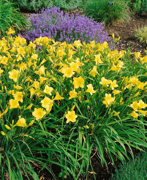 Hemerocallis x cult. 'Happy Returns', Taglilie, gelb, ca. 9x9 cm Topf