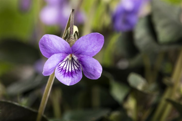 Viola odorata, Duftveilchen, violett, ca. 9x9 cm Topf
