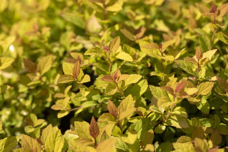 Nahaufnahme einer Spiraea-japonicagoldflame-Pflanze