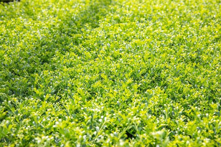 Ilex crenata 'Stokes', Japanische Stechpalme, immergrün, 40–60 cm