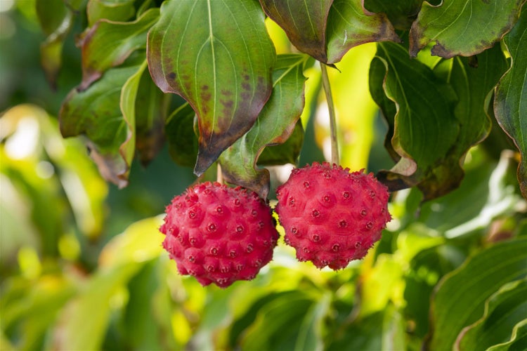Cornus kousa 'Big Apple', Japanischer Blumen-Hartriegel, 50–60 cm
