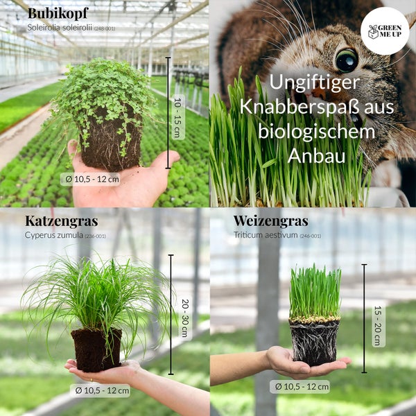 Katzengras PetLove 3er Box | Knabberpflanzen-Set mit Katzengras, und Weizengras, Zimmerpflanzen und Balkonpflanzen 15–25 cm