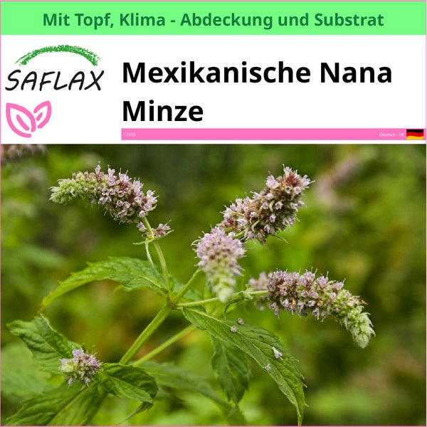 Mexikanische Nanaminzpflanze im Topf mit Klimaabdeckung und Substrat