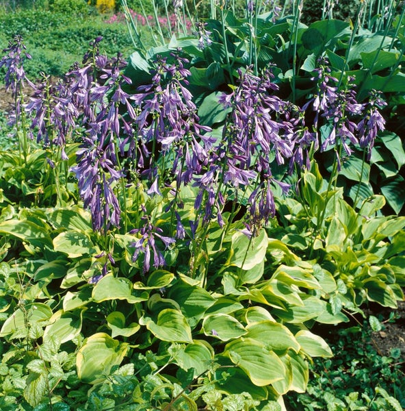 Hosta nakaiana 'Golden Tiara', Funkie, grün-gelb, ca. 11x11 cm Topf