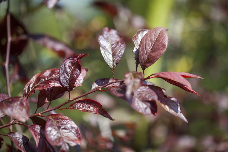 Prunus 'Trailblazer', Zierkirsche, 60–100 cm