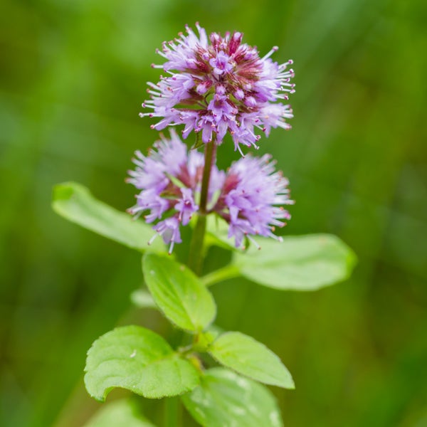 Blühende Ackerminze mit violetten Blütenständen und grünen Blättern.