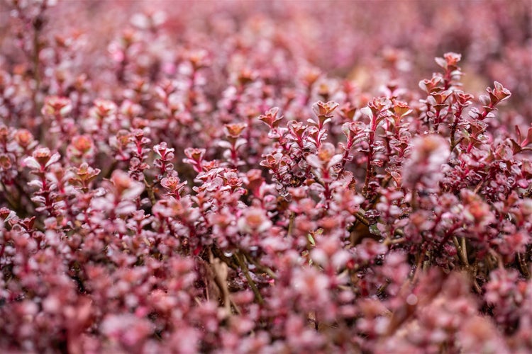 Sedum spurium 'Purpurteppich', Teppich-Fetthenne, purpurrot, ca. 9x9 cm Topf
