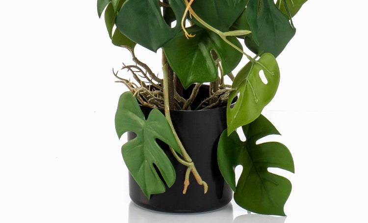 Nahaufnahme einer Calla-Blüte mit orange-rotem Farbverlauf.