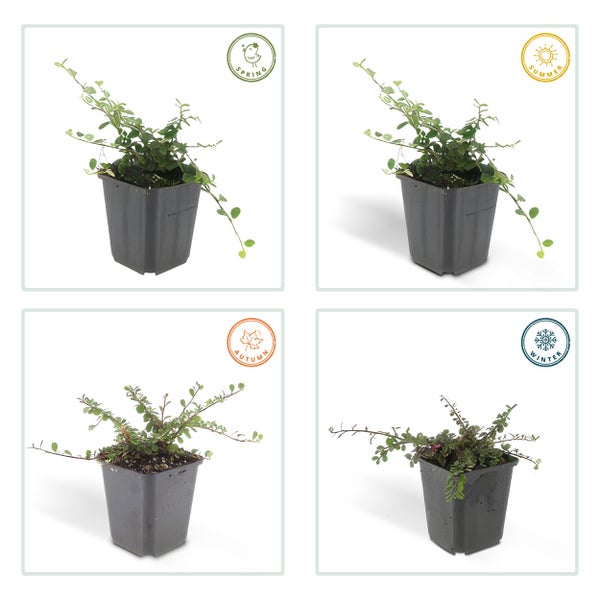 Bodendecker - Zwergmispel - Kriechmispel - Cotoneaster 'Streib's Findling' - 9cm Topf - Set mit 40 Pflanzen