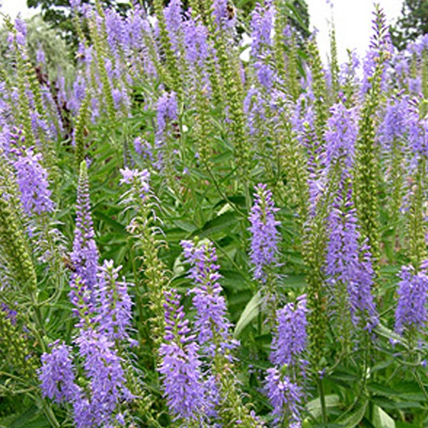 Blühende Veronica-Pflanzen im Garten.