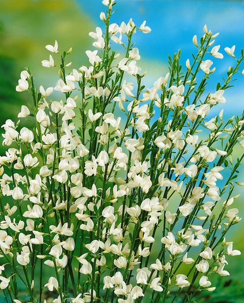 Cytisus praecox, Besenginster, gelb, 40–60 cm