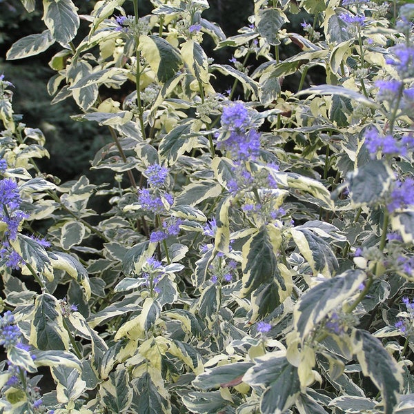 Nahaufnahme einer Blaublatt-Strauchveronika mit grün-gelben Blättern und blauen Blüten