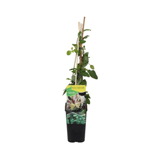 Bloomique – Lonicera periclymenum – Wildes Geißblatt – Gelb – Kletterpflanzen – Gartenpflanzen – Winterhart – Topf 15 cm – 70–80 cm hoch