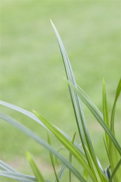 Carex morrowii ssp. foliosiss. 'Irish Green', ca. 9x9 cm Topf
