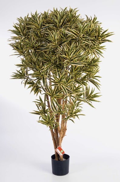 Zimmerpflanze Drachenbaum Dracaena reflexa Song of India mit gelb-grün gestreiften, spitzen Blättern.