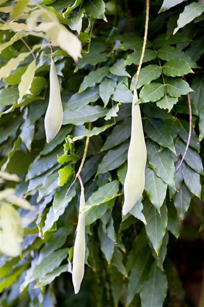 Wisteria sinensis, Chinesischer Blauregen, 40–60 cm