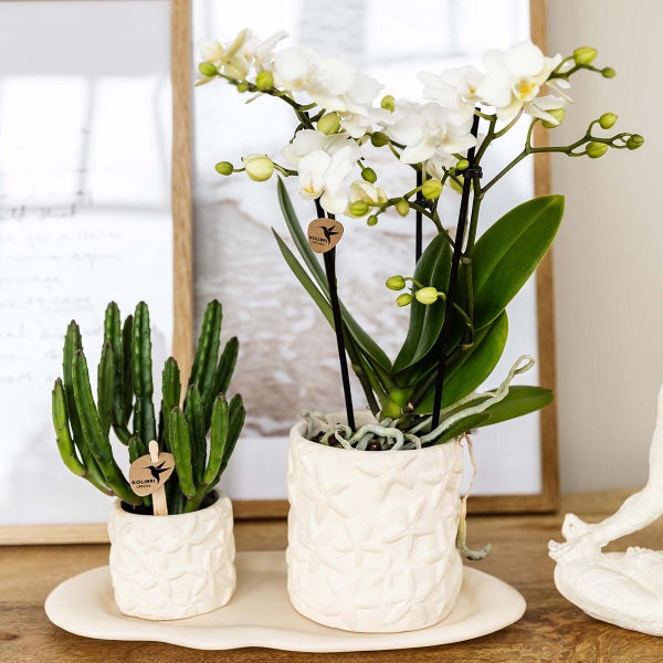 Kolibri Company Set Star Fish small Weiße Phalaenopsis Orchidee Lausanne und Sukkulente inkl. Keramik-Ziertöpfe auf weißem organischen Tablett