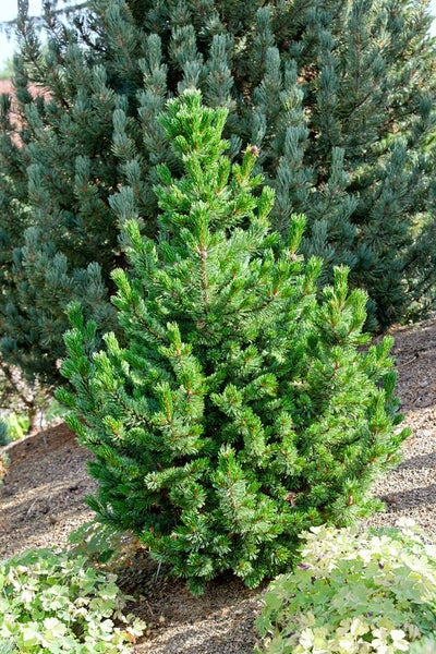 Pinus aristata, Grannen-Kiefer, 50–60 cm, robust und langlebig