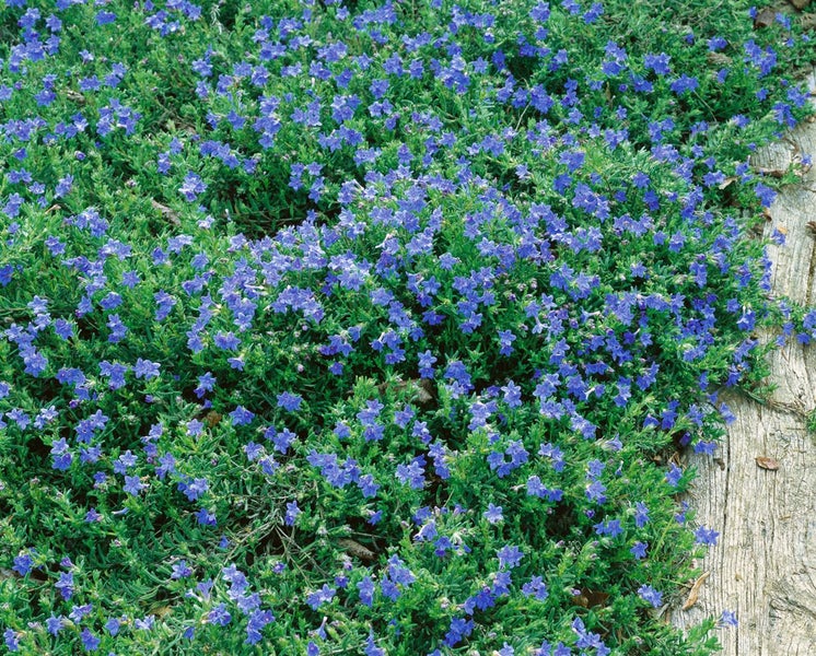 Lithodora diffusa 'Heavenly Blue', Himmelsblau, ca. 9x9 cm Topf