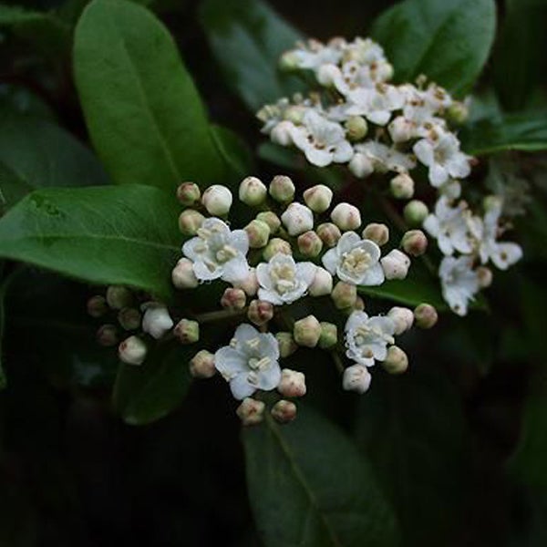 Immergrüner Feuerdorn mit weißen Blüten und grünen Blättern