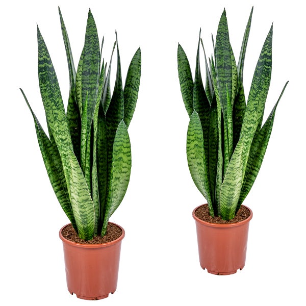 Frauenzunge | Sansevieria XL 'Zeylanica' pro 2 Stück - topf cm17 cm - ↕50-60 cm