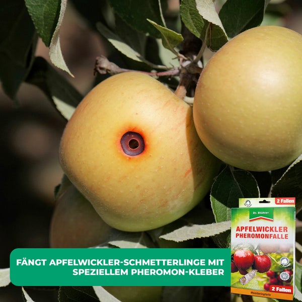 Apfelwickler Pheromonfalle – Monitoringfalle zur Befallsüberwachung & Bekämpfung – Für Apfelbäume & Obstgärten – Ohne Insektizide