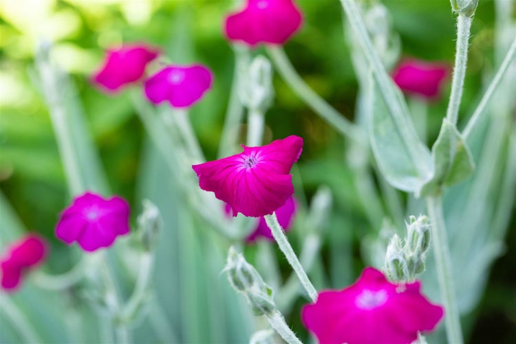 Lychnis coronaria, Lichtnelke, silbrig-grau, ca. 9x9 cm Topf