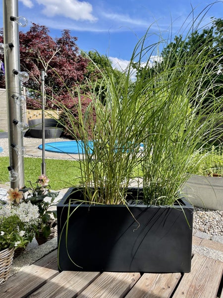 Schwarzer rechteckiger Pflanzkasten mit hohem Ziergras auf einer Holzterrasse in einem hellen Garten mit Pool und Bäumen.