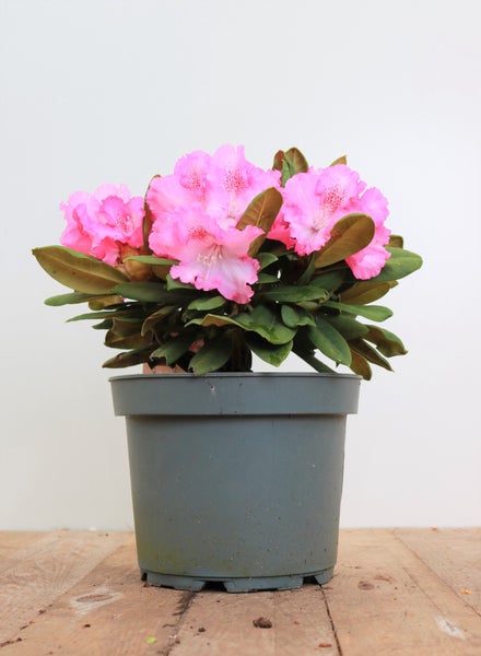 Rhododendron yakushimanum 'Barmstedt', rosa Blüten, 25–30 cm