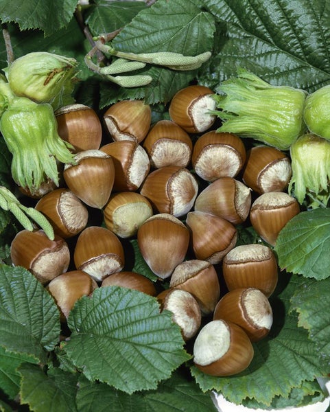 Corylus avellana 'Hallesche Riesennuss', Haselnuss, 60–100 cm