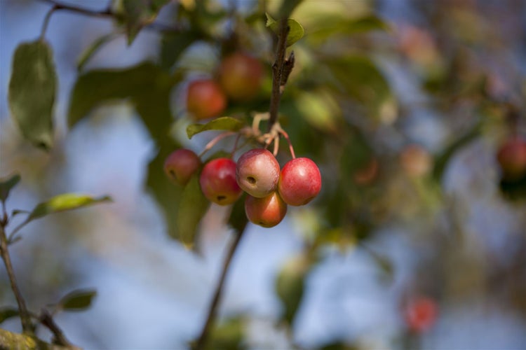 Malus 'Red Sentinel', Zierapfel, rote Früchte, 60–100 cm
