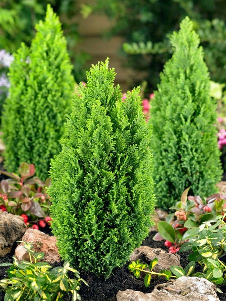 Chamaecyparis lawsoniana 'Ellwood's Gold', gelbgrün, 20–30 cm