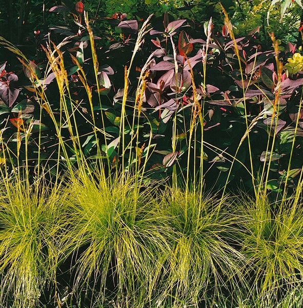 Deschampsia flexuosa, Draht-Schmiele, ca. 9x9 cm Topf